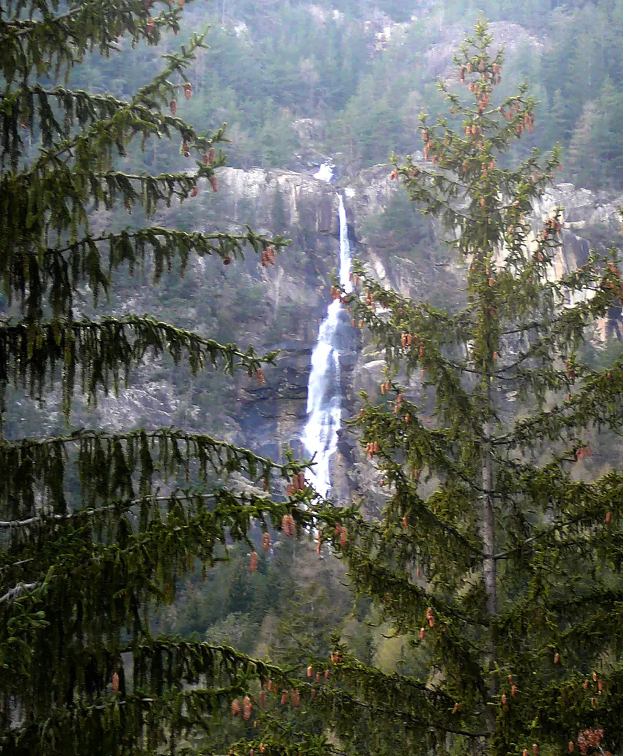 Cascbarbinf