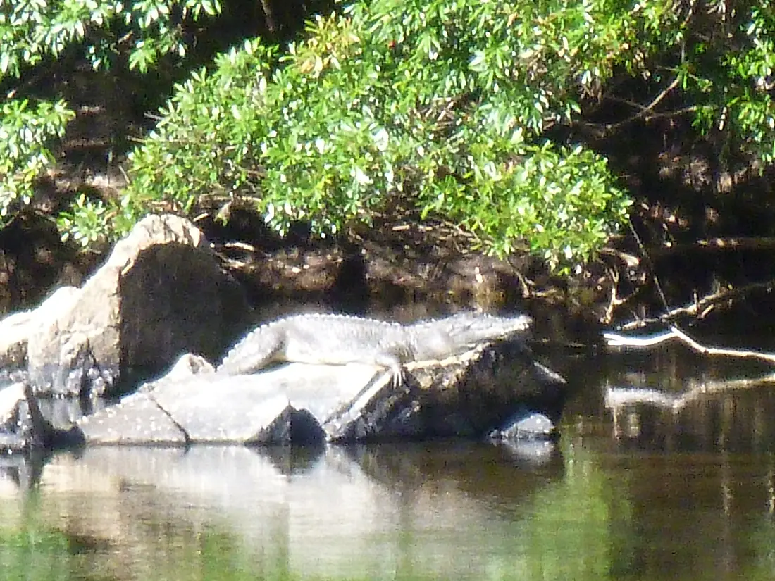 Wujal Wujal or Bloomfield Falls local resident. Spotted on a Masons 4WD Tour. - panoramio