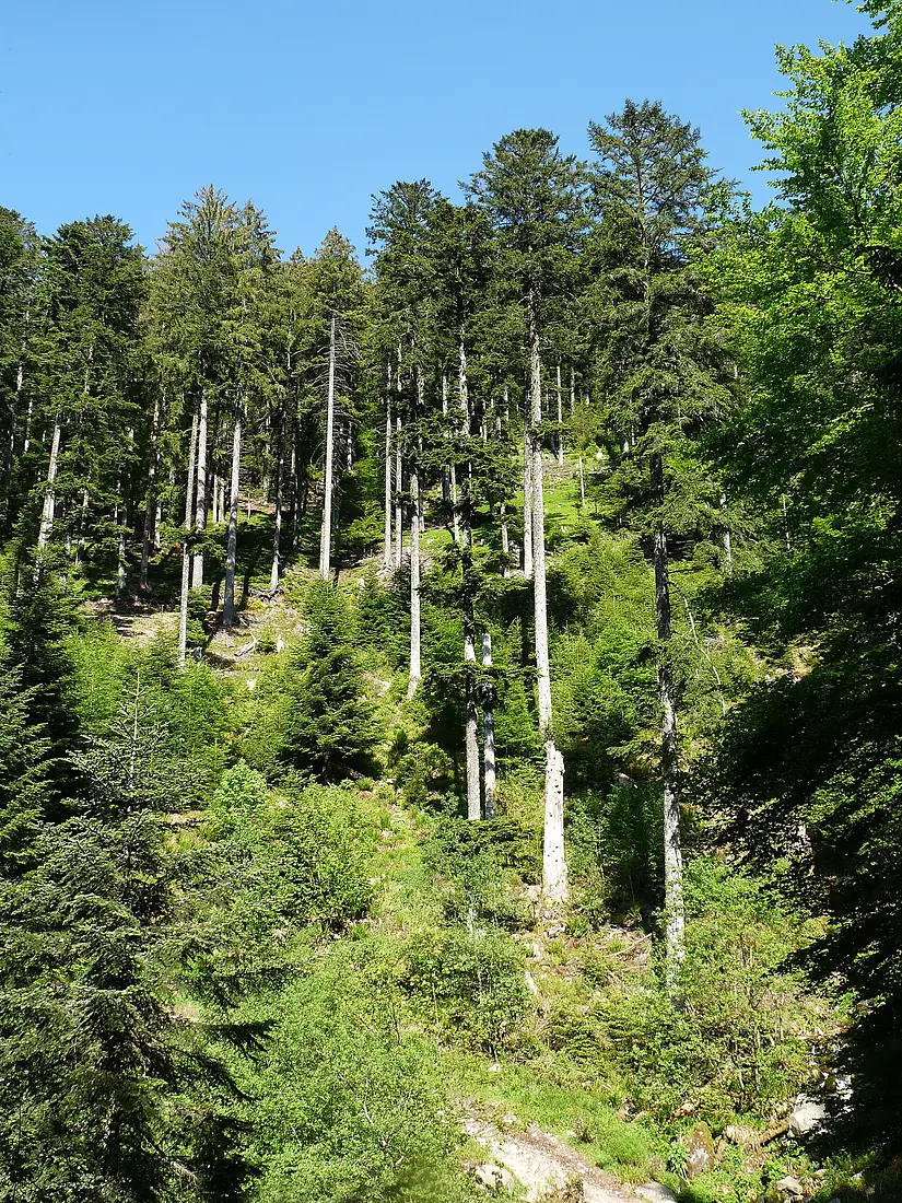 Cascade du Rudlin-Plainfaing (1)