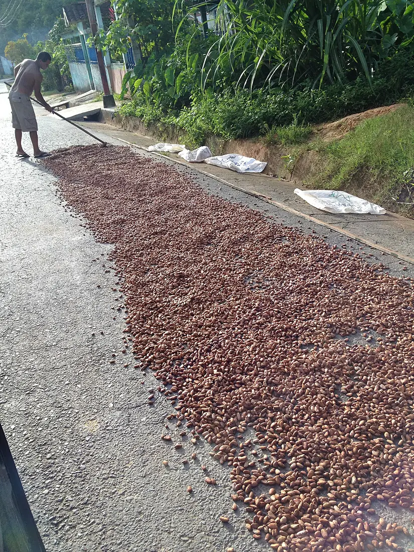 CHUAO bendito cacao venezolano