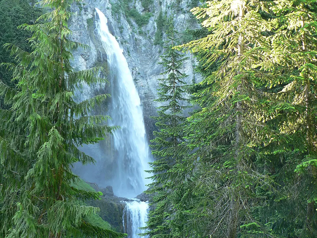 Cedar trees around Comet Falls. (85932b34d4bf43d392f485fe14d9e939)