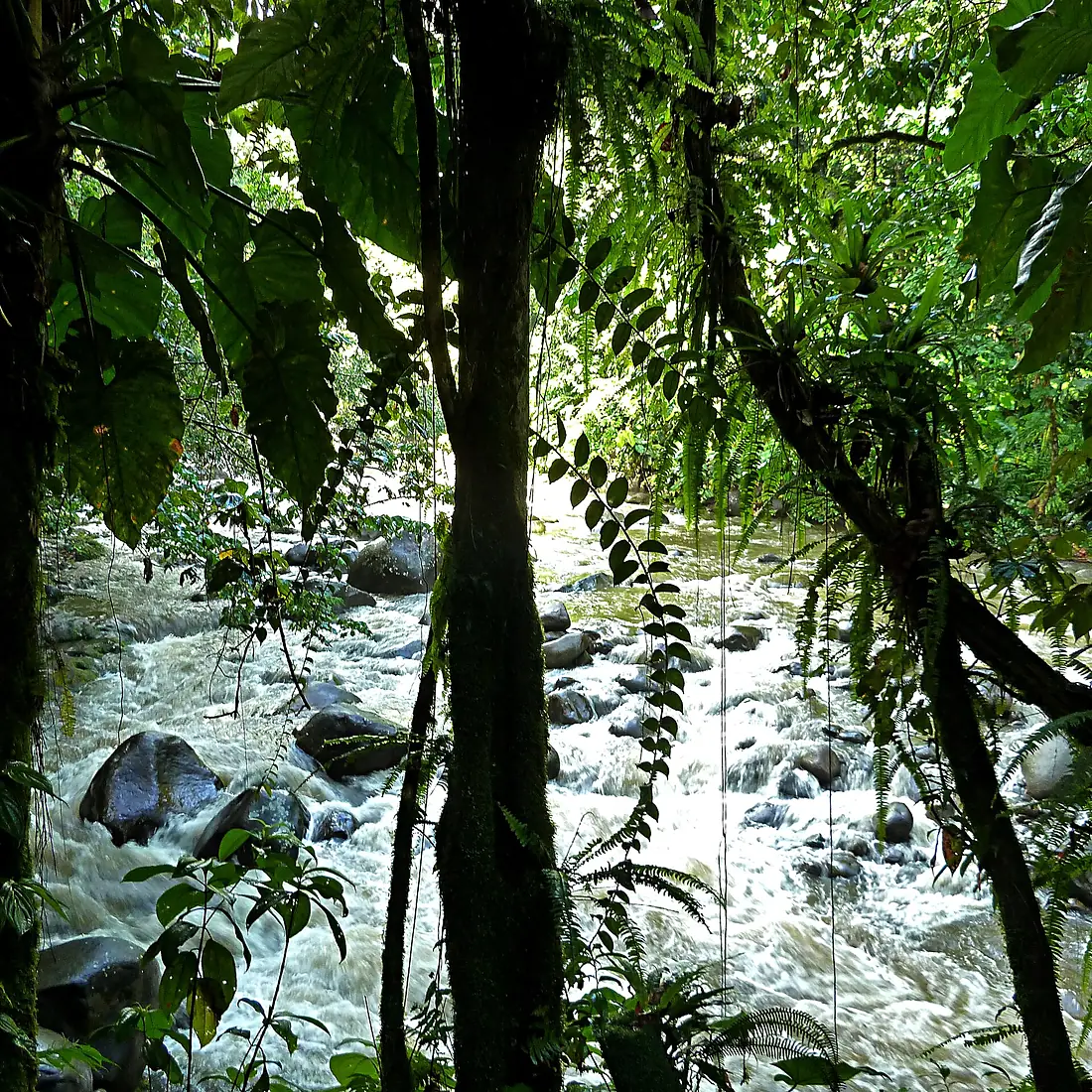 Cascade aux écrevisses, Guadeloupe, France - Flickr - pom'.