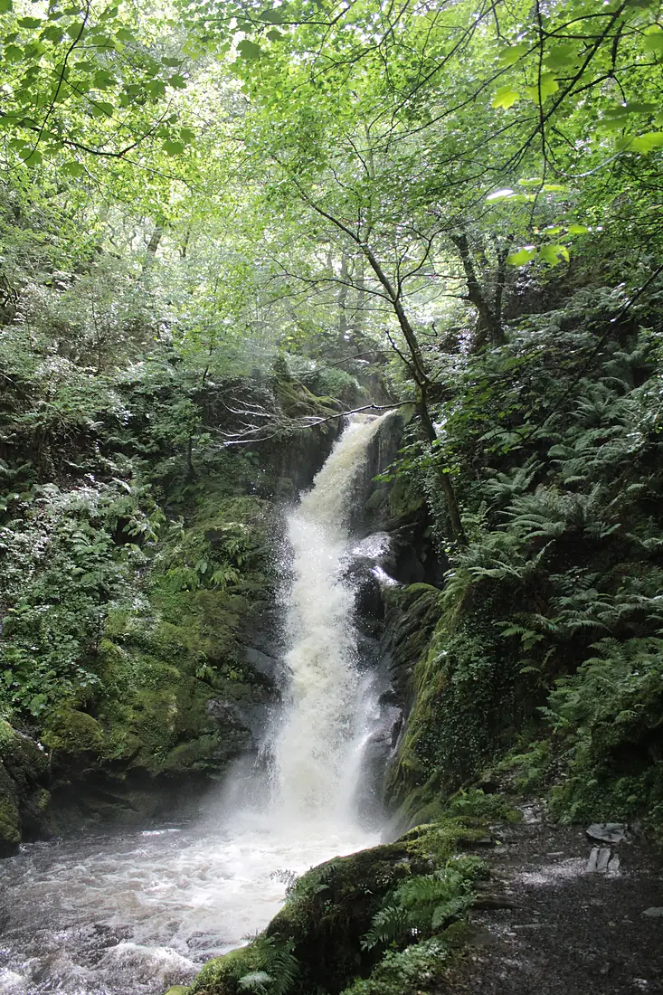 Dolgoch Falls (20109985463)