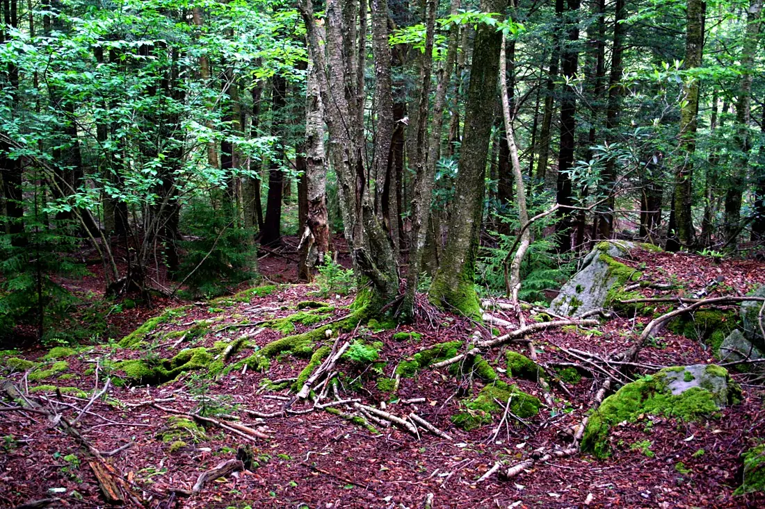 Elakala-Tree ForestWander
