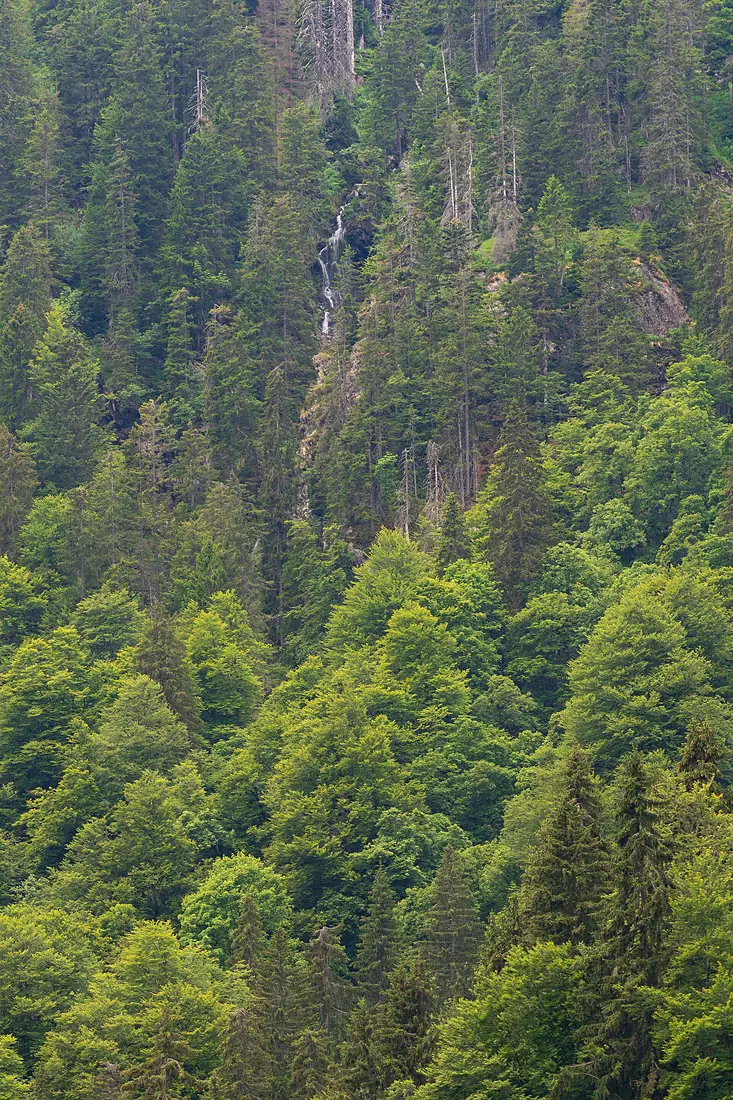 Feldberg (Schwarzwald) - Naturschutzgebiet Feldberg (Black Forest) - Bild 7 Feldsee-Wasserfall