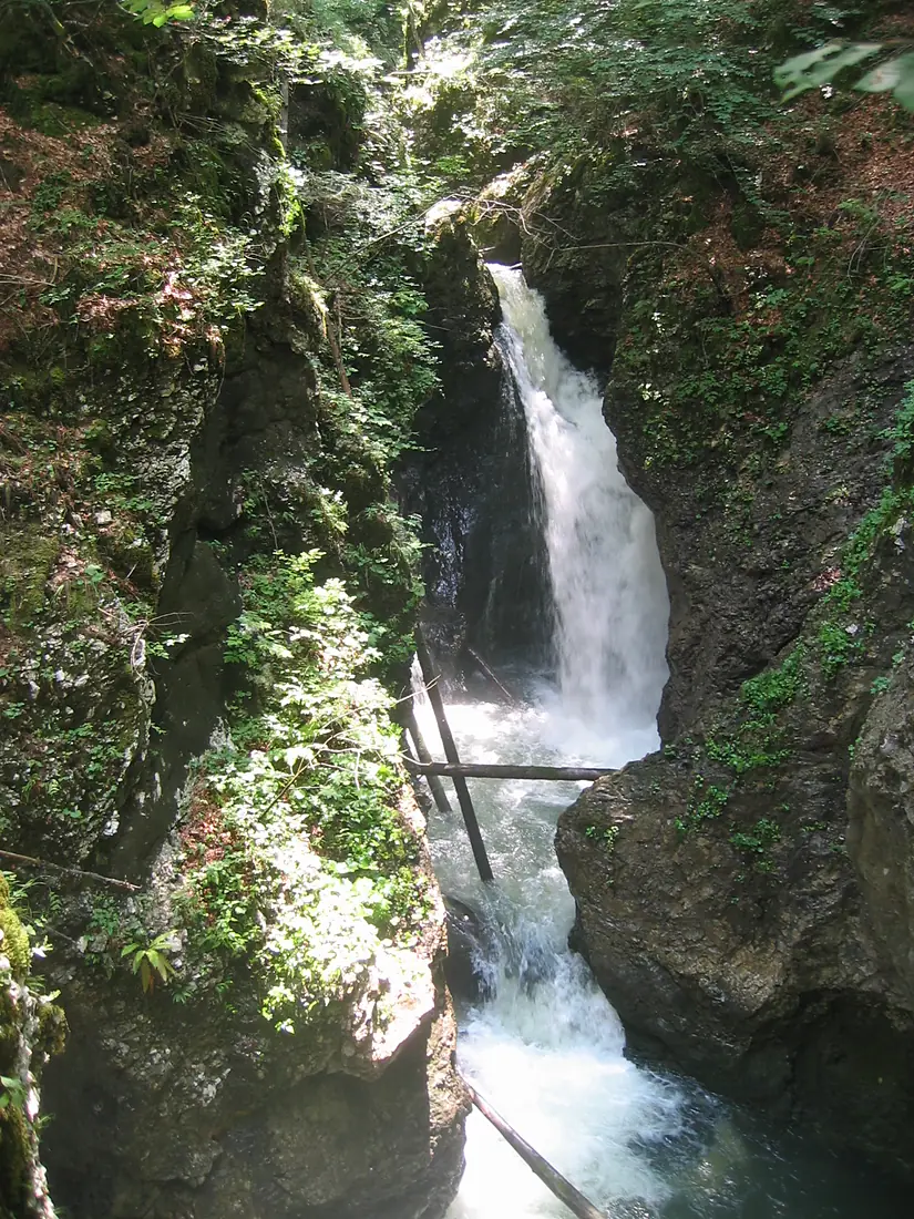 Grmecica5