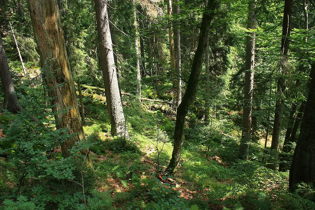 Höllbachgspreng 001