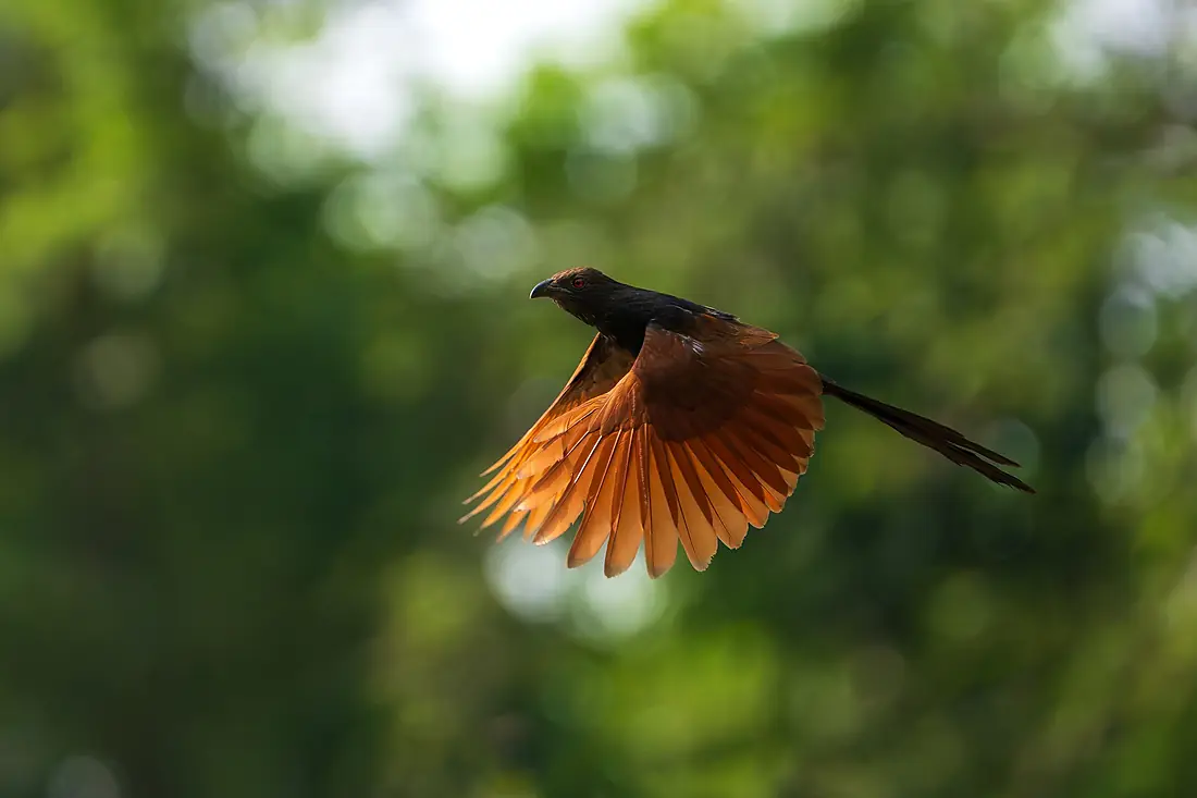 Greater Coucal (Centropus sinensis) in flight at Jhor Buffer Zone, Shivapuri Nagarjun National Park, Nepal