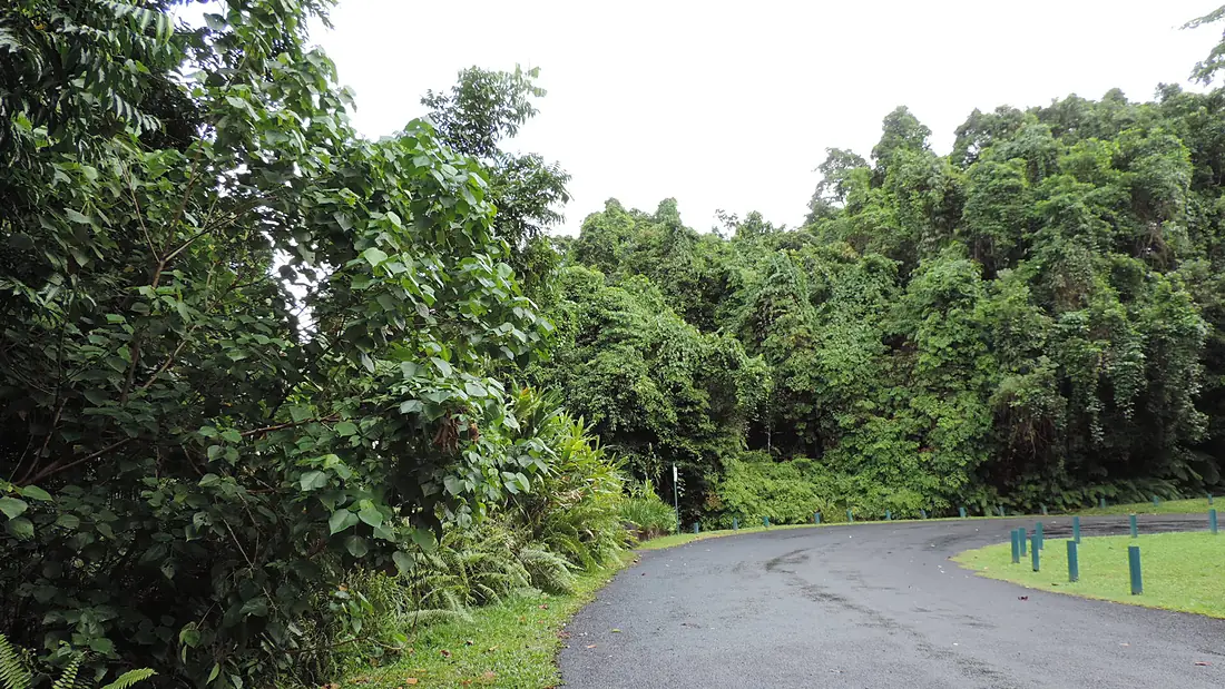 Road to Josephine Falls, Wooroonooran National Park, Wooroonooran, 2018 01