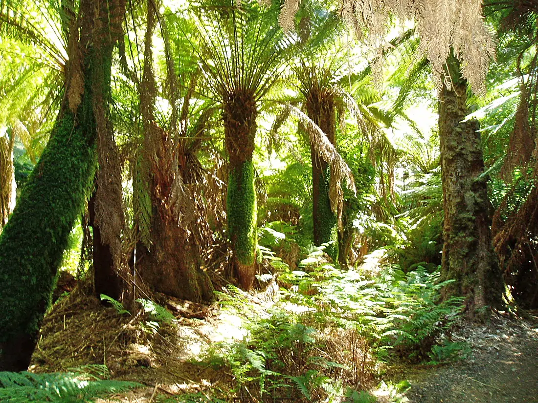 Tree Ferns, Liffey Falls, Tasmania - panoramio