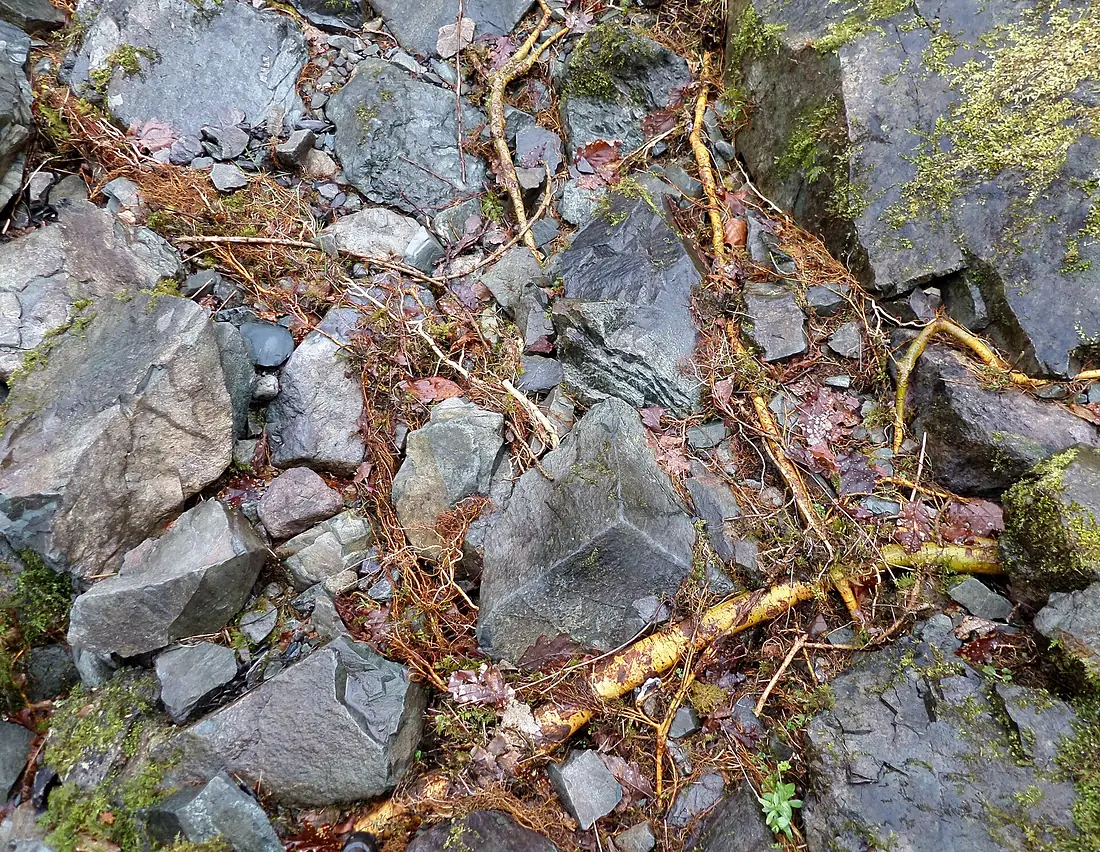 Ash roots exposed, Lodore Falls, Cumbria