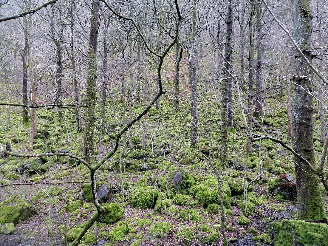 Lodore ancient oak woodlands, Grange, Cumbria