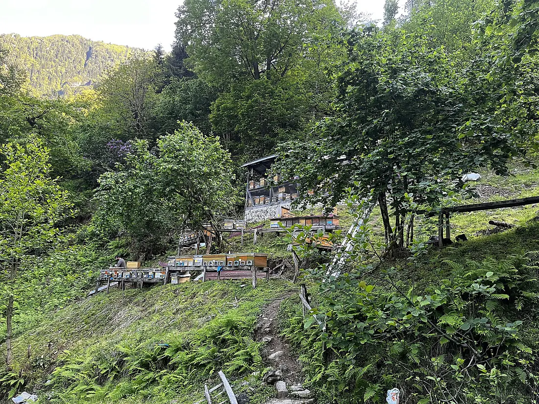 Beehives in Mençuna