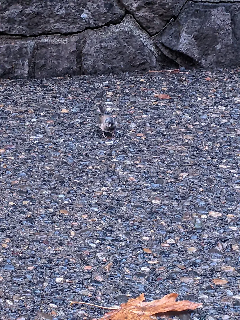 A Sparrow on the trail of Moultnomah Falls, Oregon