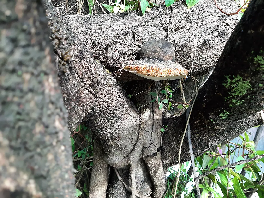 202306 fungus murchison falls