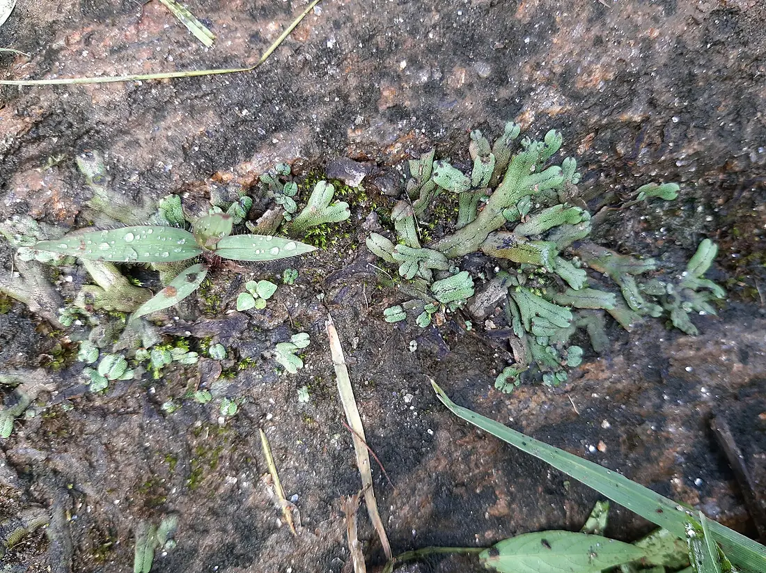202306 Marchantiophyta murchison
