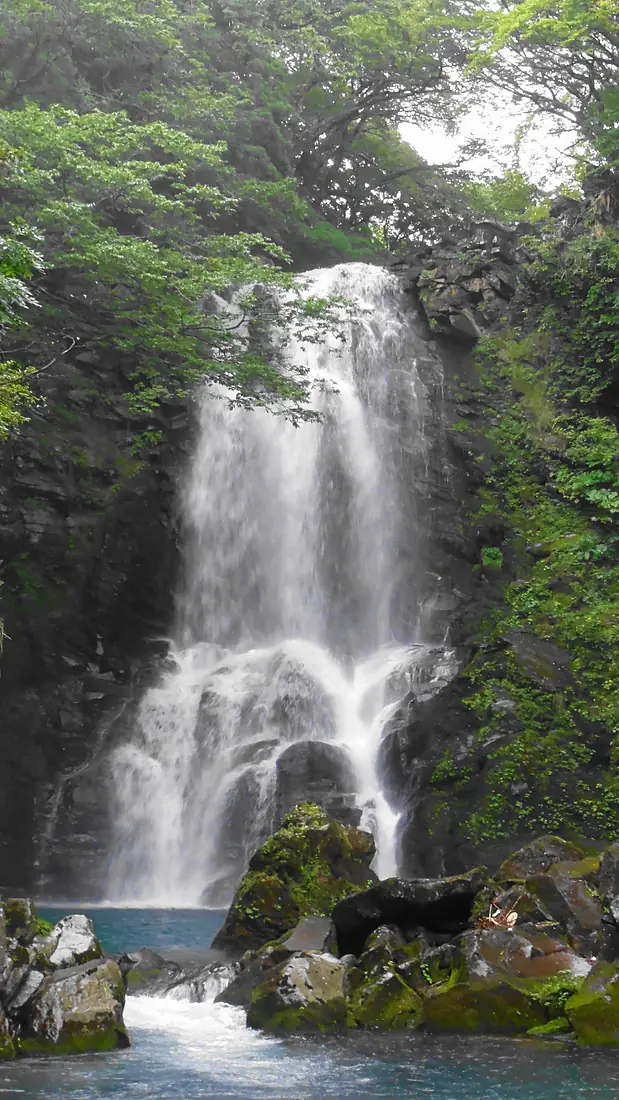 Naso no Shirataki