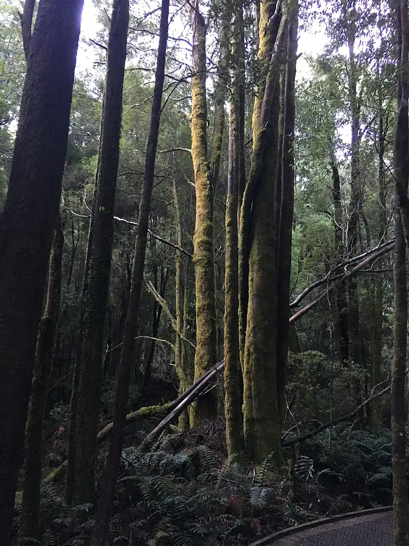 Nelson Falls Walking Trail Tasmania