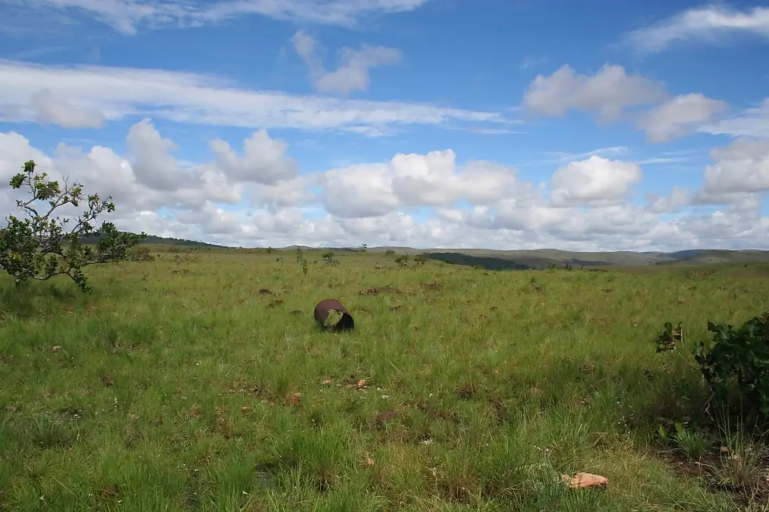 Savannah at Orinduik near the Brazilian border