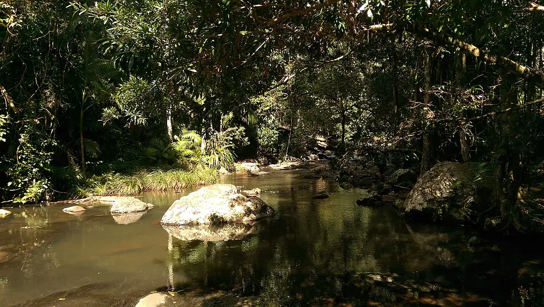 Little Nerang Creek near Purling Brook