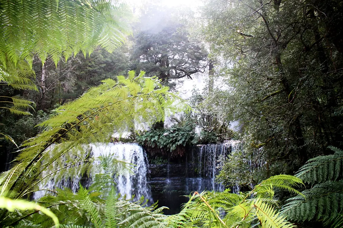 DSC0184 Tasmania Mount Field Russell Falls 45 meter high Rainforest (5214308965)