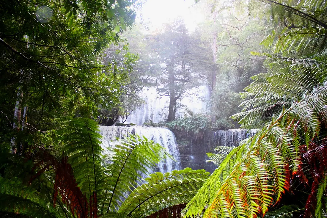 IMG2106 Tasmania Russell Falls under the Fern Tree (5214312055)