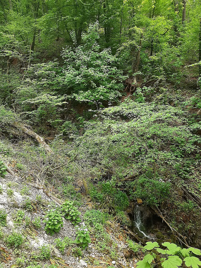 Сокілецькі водоспади 1
