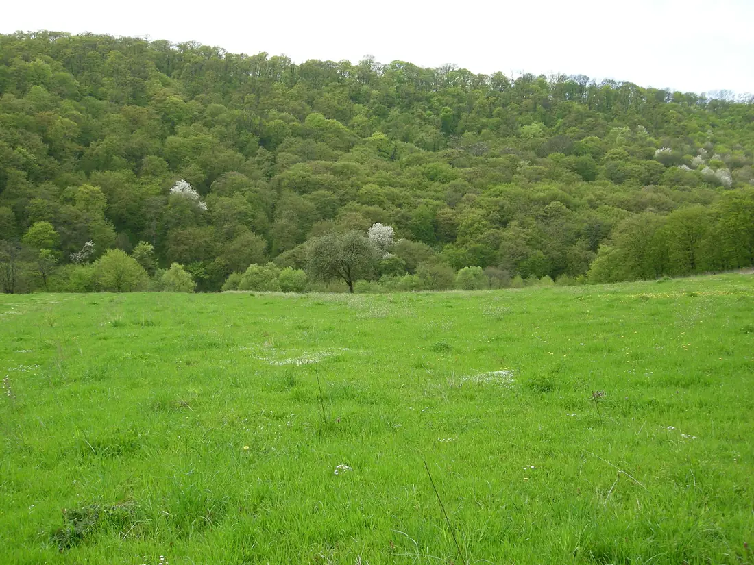 Zhnyborody-Dolyna-08040271