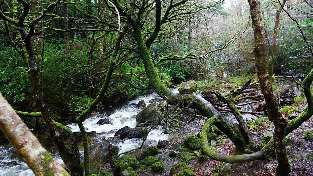 Near Torc Waterfall - panoramio