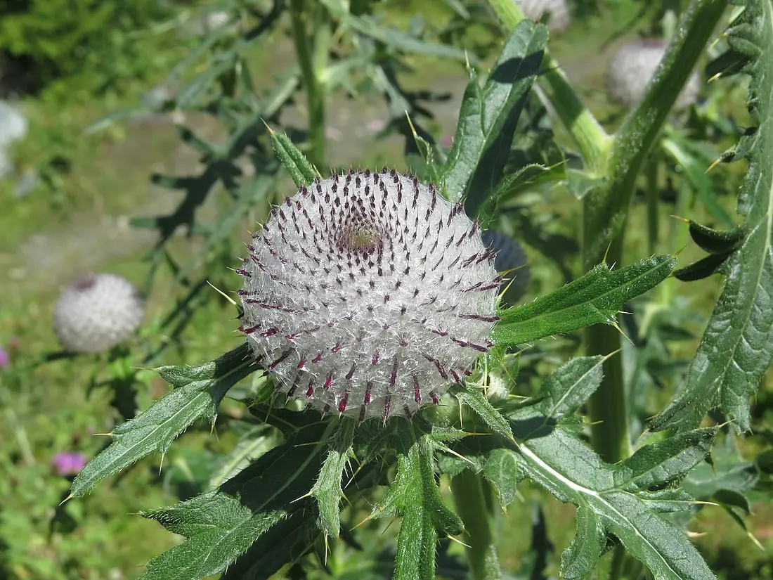 2017-07-19 (128) Cirsium eriophorum (Woolly Thistle) at Umbal falls