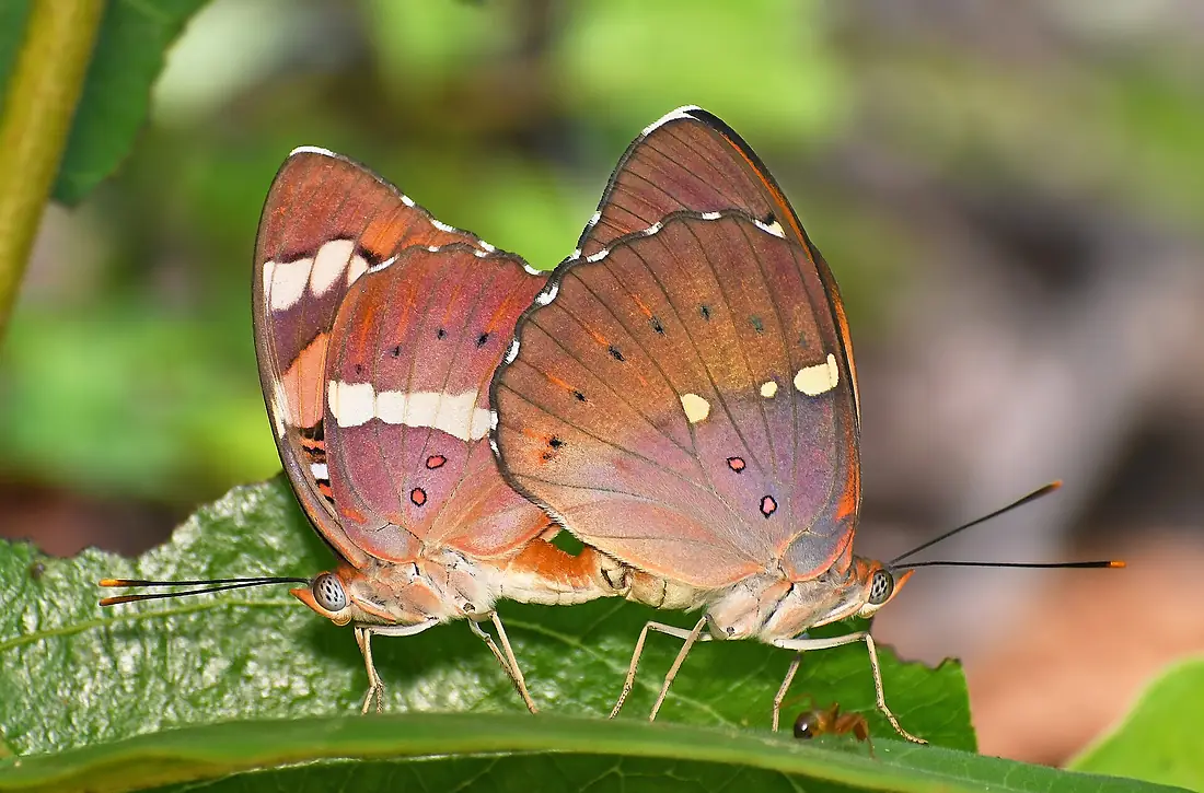 Mating pair of Symphaedra nais (Forster, 1771) - Baronet WLB DSC 1445a