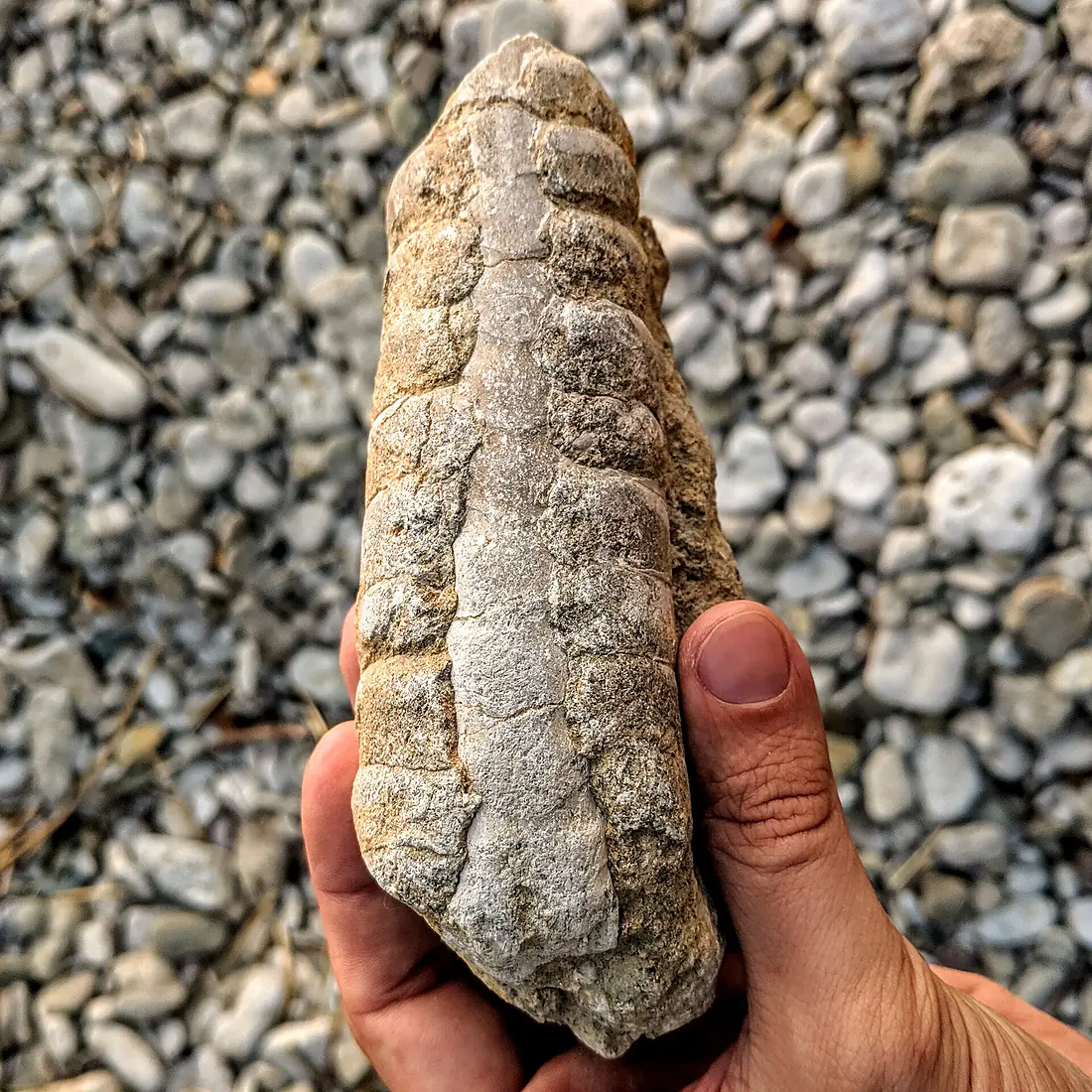 Nautiloid Valaste