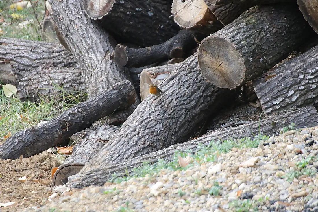 Erithacus rubecula, Spomenik prirode Lisine