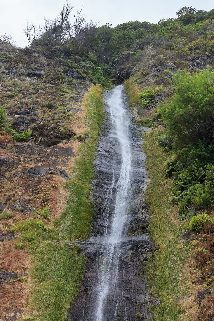 2016- Corga próxima ao Véu da Noiva. Madeira. Portugal-2