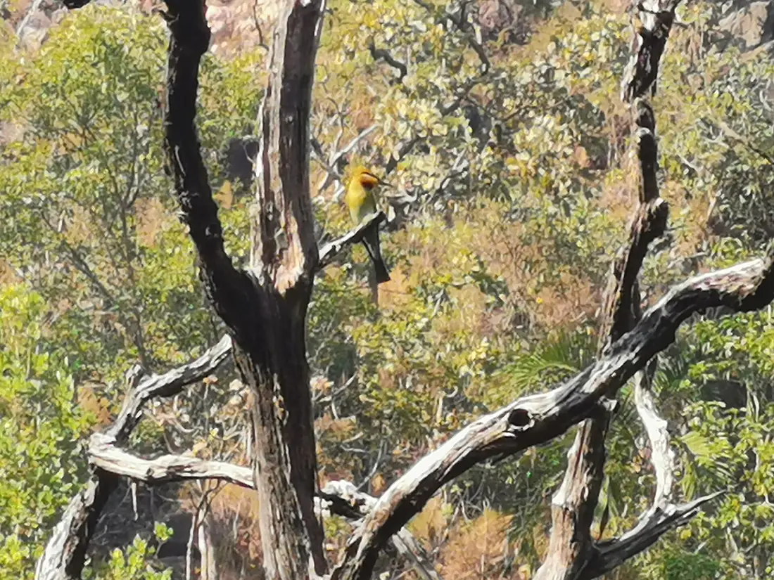 Bee eater Wangi