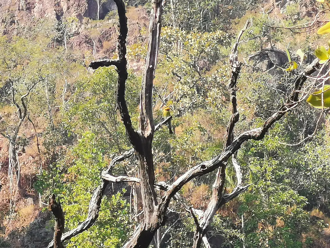 Bee eater wide wangi